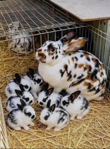 New Zealand White / Spotted Rabbit (Mixed Breed)