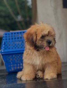 Pomeranian