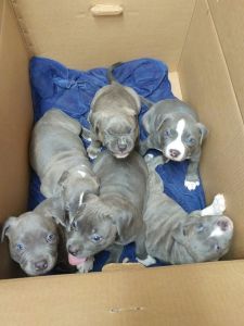 American Pit Bull Terrier Puppies