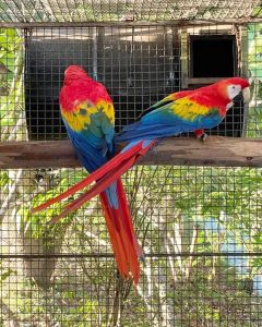 Parrots