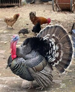 Domestic turkey (Meleagris gallopavo)