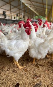 Broiler chicken (Gallus gallus domesticus)