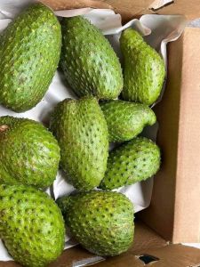 Soursop (Annona muricata)