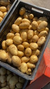 Fresh Irish potatoes with light brown skin and firm flesh. They are suitable for boiling, frying, ro